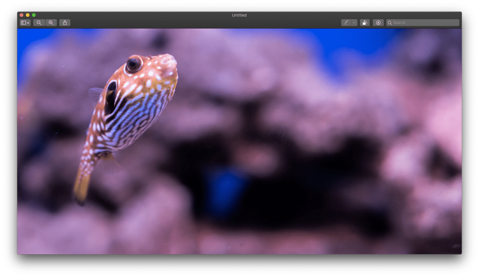 macOS のプレビュー アプリに、タイトルなしで貼り付けられた画像が表示されている。