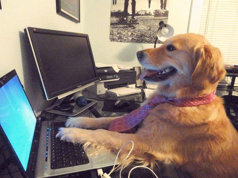 Doggo en una computadora