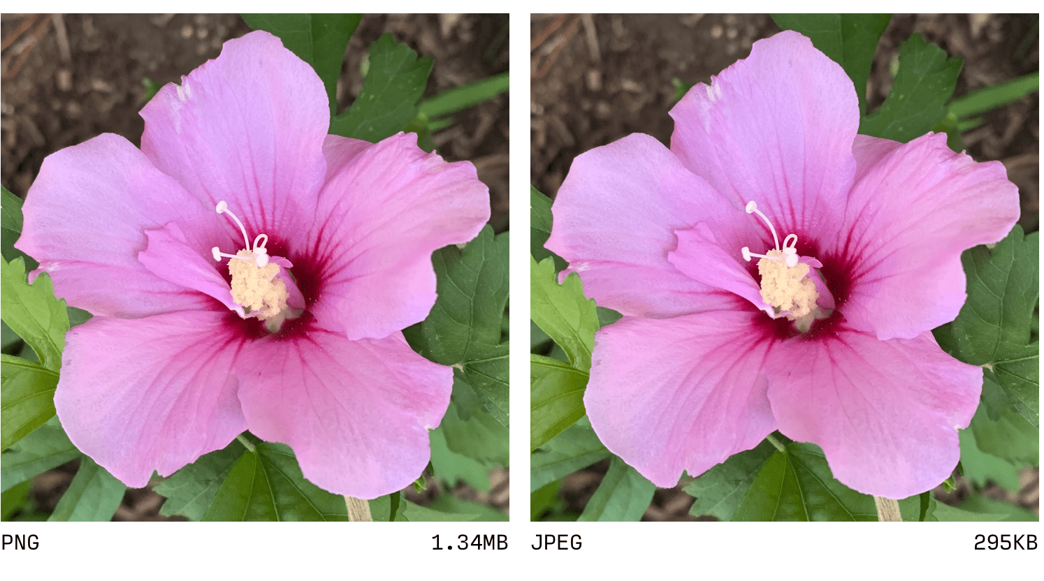 JPEG ve PNG'nin karşılaştırması.