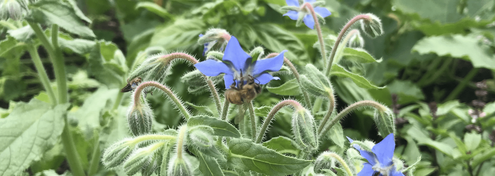 Immagine larghezza intestazione di un fiore pervinca circondato da foglie e steli, visitato da un'ape.